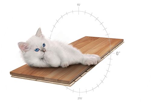 Bild Katze Bild Katze