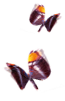 Schmetterlinge Schmetterlinge
